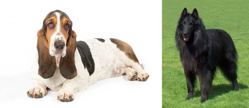 Belgian Shepherd Dog (Groenendael) vs Basset Hound - Breed Comparison