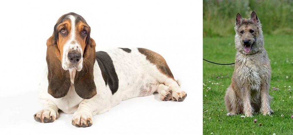 Belgian Shepherd Dog (Laekenois) vs Basset Hound - Breed Comparison