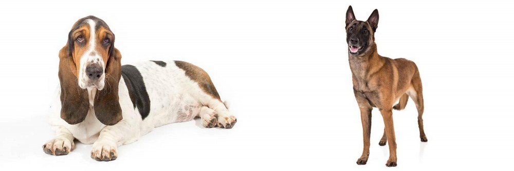 Belgian Shepherd Dog (Malinois) vs Basset Hound - Breed Comparison