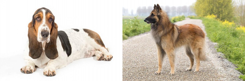 Belgian Shepherd Dog (Tervuren) vs Basset Hound - Breed Comparison