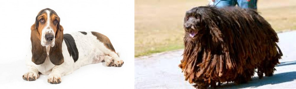 Bergamasco vs Basset Hound - Breed Comparison
