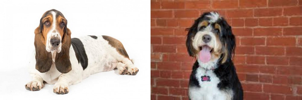 Bernedoodle vs Basset Hound - Breed Comparison