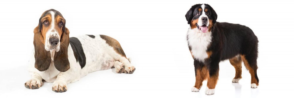 Bernese Mountain Dog vs Basset Hound - Breed Comparison
