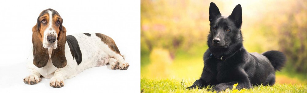 Black Norwegian Elkhound vs Basset Hound - Breed Comparison