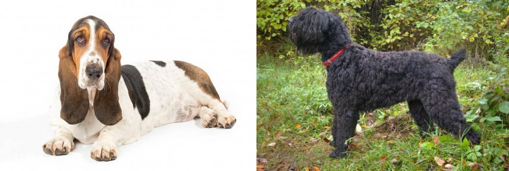 Black Russian Terrier vs Basset Hound - Breed Comparison