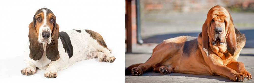 Bloodhound vs Basset Hound - Breed Comparison