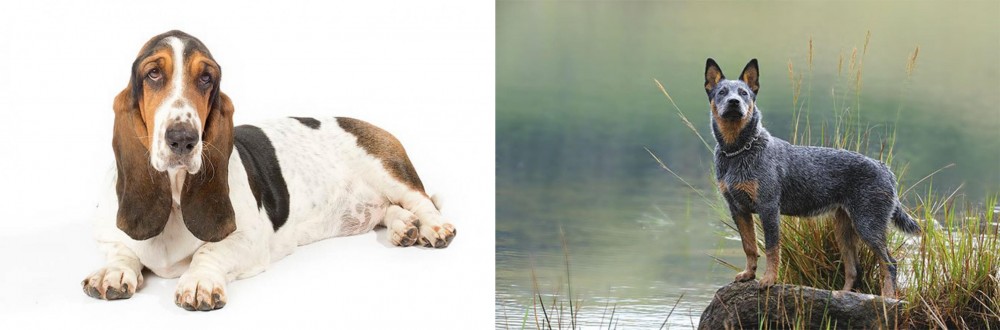 Blue Healer vs Basset Hound - Breed Comparison