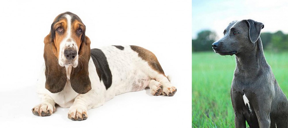 Blue Lacy vs Basset Hound - Breed Comparison