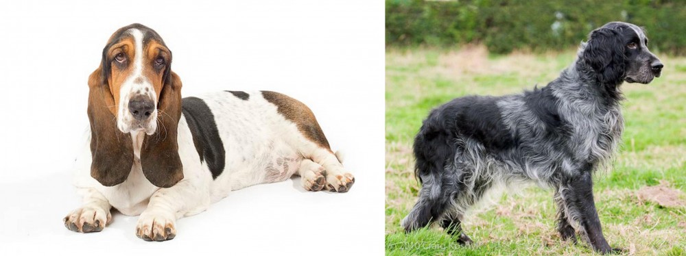 Blue Picardy Spaniel vs Basset Hound - Breed Comparison