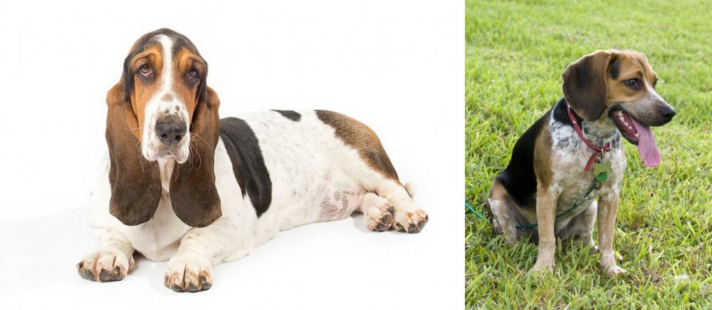Bluetick Beagle vs Basset Hound - Breed Comparison
