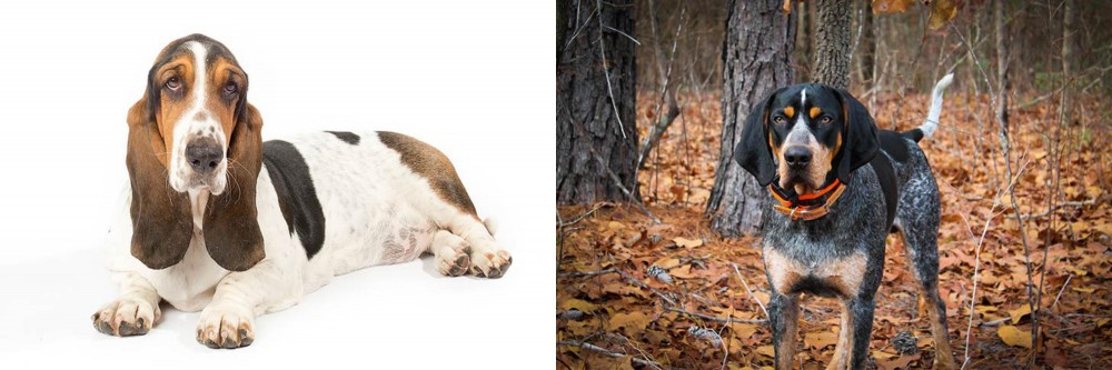 Bluetick Coonhound vs Basset Hound - Breed Comparison