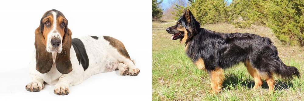 Bohemian Shepherd vs Basset Hound - Breed Comparison