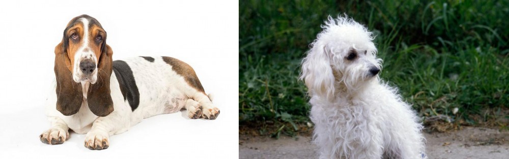Bolognese vs Basset Hound - Breed Comparison