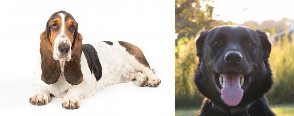 Borador vs Basset Hound - Breed Comparison