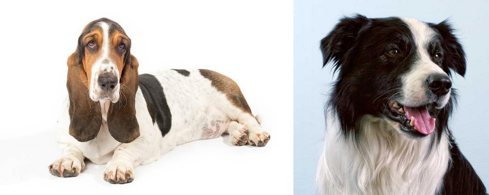 Border Collie vs Basset Hound - Breed Comparison