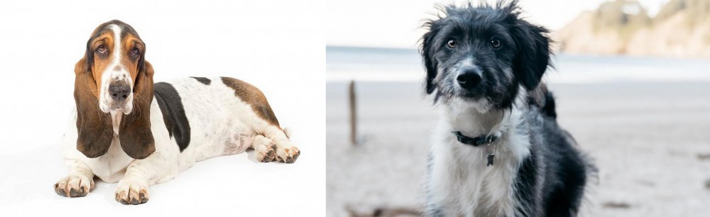 Bordoodle vs Basset Hound - Breed Comparison