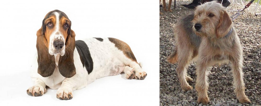 Bosnian Coarse-Haired Hound vs Basset Hound - Breed Comparison