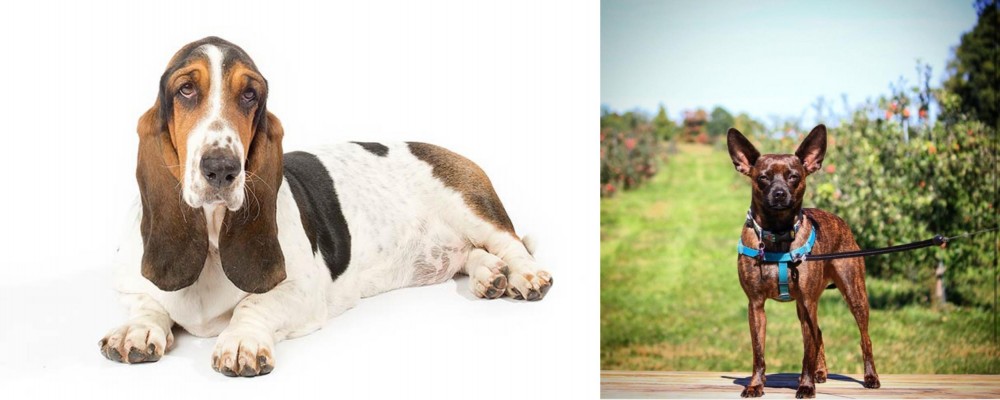 Bospin vs Basset Hound - Breed Comparison