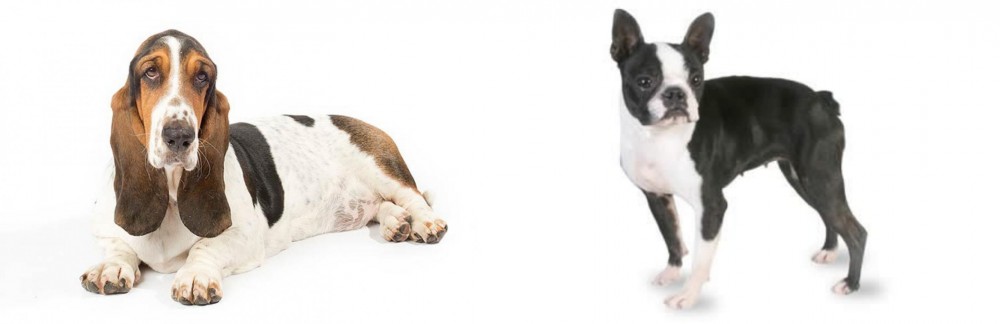 Boston Terrier vs Basset Hound - Breed Comparison