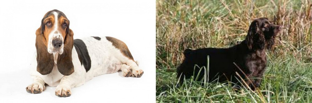 Boykin Spaniel vs Basset Hound - Breed Comparison