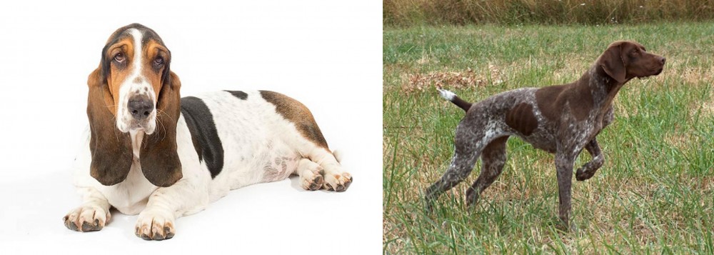Braque Francais vs Basset Hound - Breed Comparison