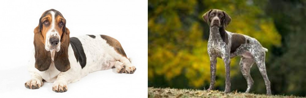 Braque Francais (Gascogne Type) vs Basset Hound - Breed Comparison