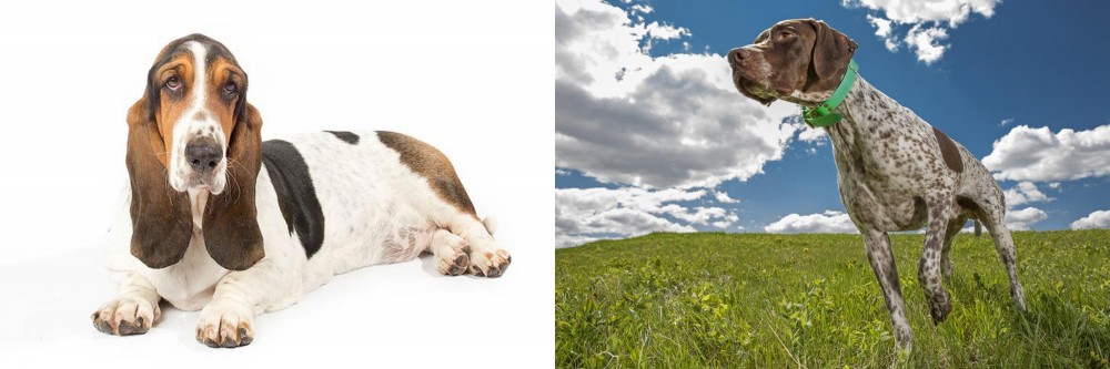 Braque Francais (Pyrenean Type) vs Basset Hound - Breed Comparison
