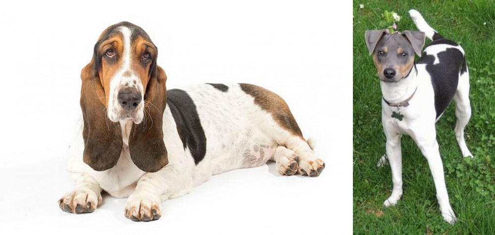 Brazilian Terrier vs Basset Hound - Breed Comparison