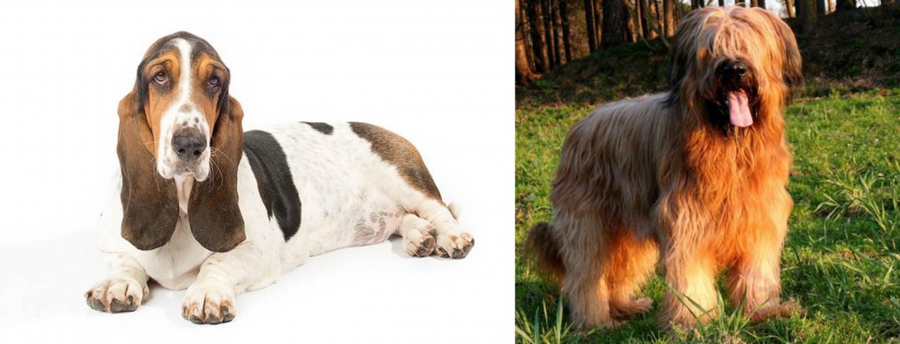 Briard vs Basset Hound - Breed Comparison