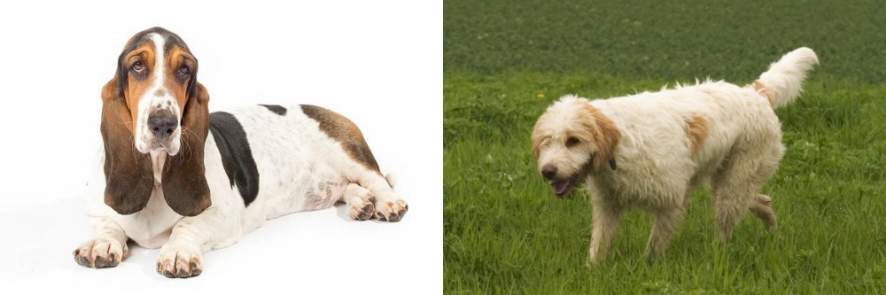 Briquet Griffon Vendeen vs Basset Hound - Breed Comparison