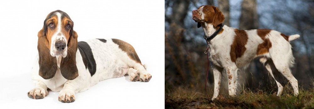 Brittany vs Basset Hound - Breed Comparison