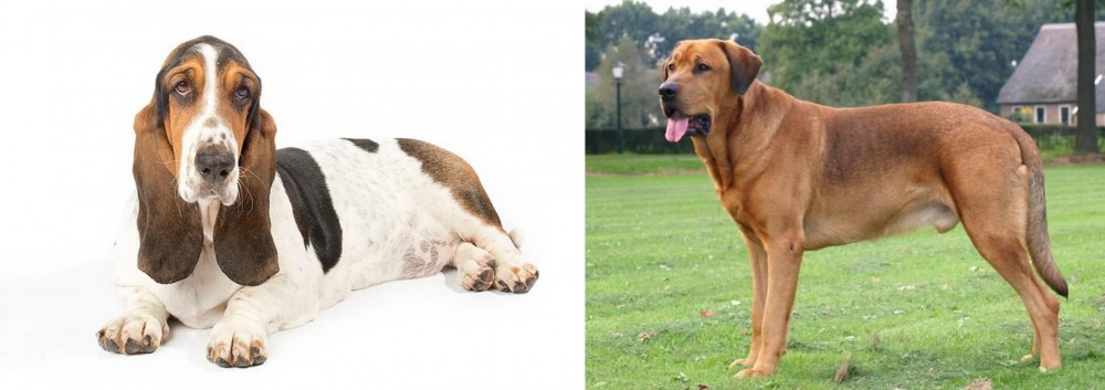 Broholmer vs Basset Hound - Breed Comparison