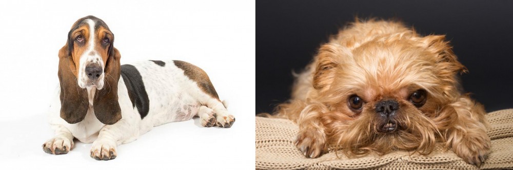 Brug vs Basset Hound - Breed Comparison