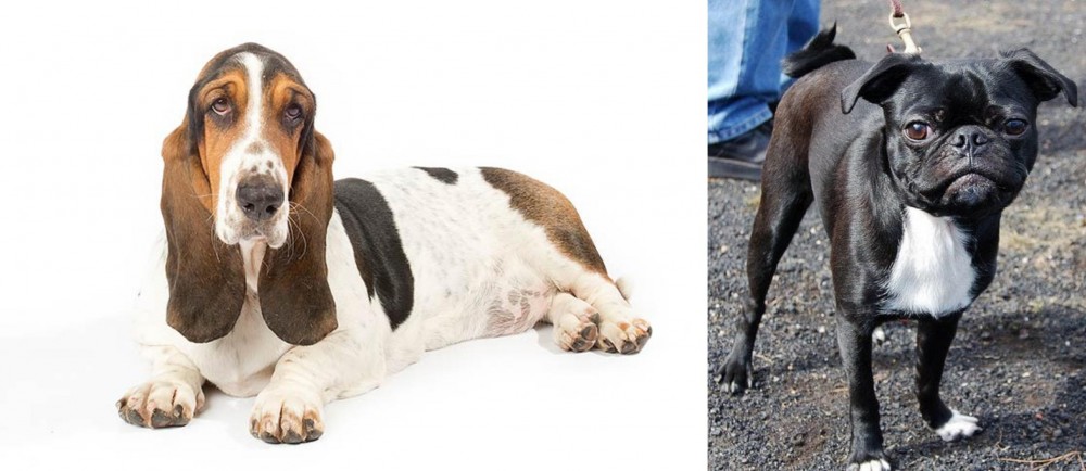 Bugg vs Basset Hound - Breed Comparison