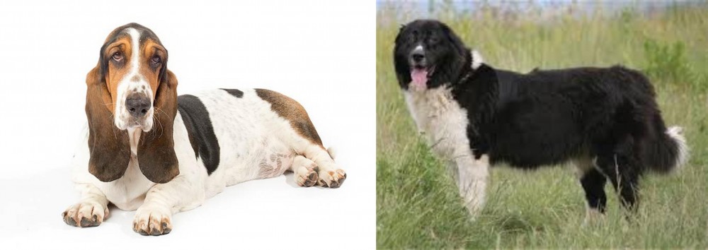 Bulgarian Shepherd vs Basset Hound - Breed Comparison
