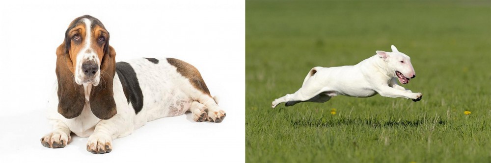 Bull Terrier vs Basset Hound - Breed Comparison