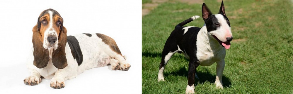 Bull Terrier Miniature vs Basset Hound - Breed Comparison