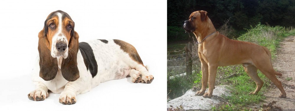 Bullmastiff vs Basset Hound - Breed Comparison