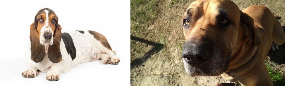 Cabecudo Boiadeiro vs Basset Hound - Breed Comparison