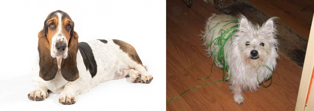 Cairland Terrier vs Basset Hound - Breed Comparison
