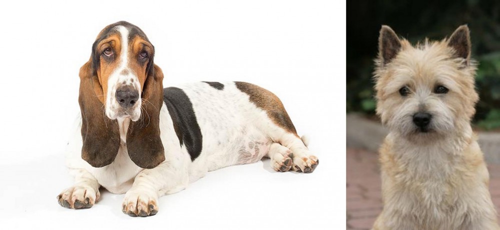 Cairn Terrier vs Basset Hound - Breed Comparison
