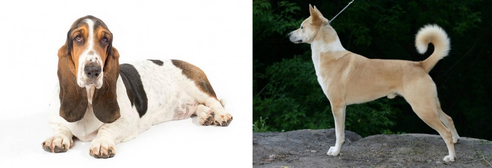 Canaan Dog vs Basset Hound - Breed Comparison