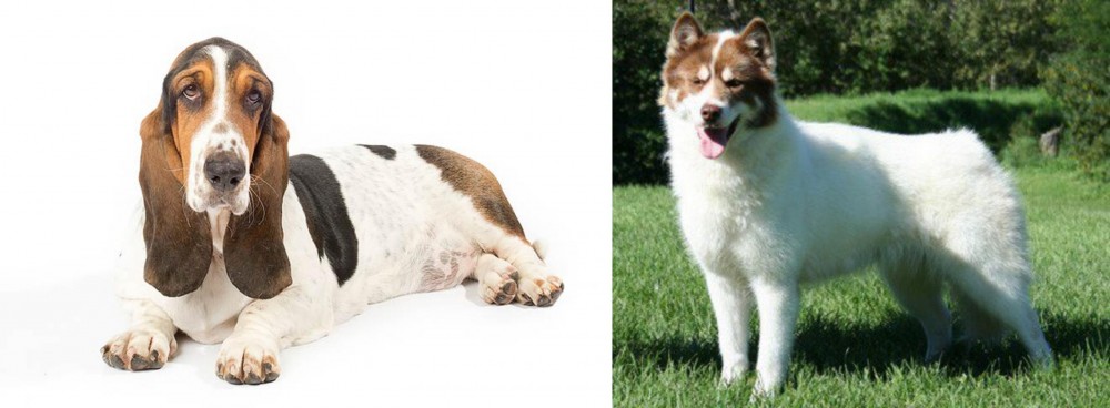 Canadian Eskimo Dog vs Basset Hound - Breed Comparison