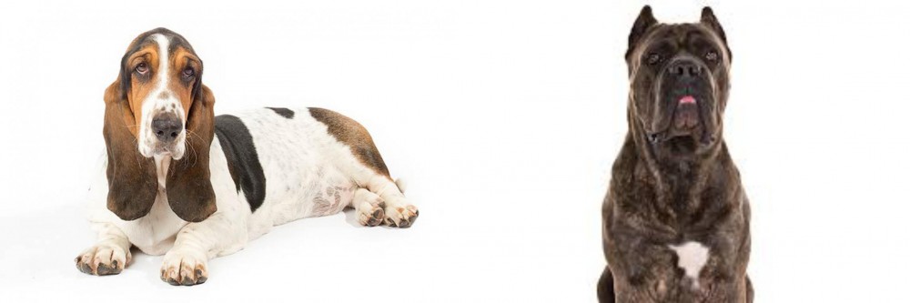 Cane Corso vs Basset Hound - Breed Comparison