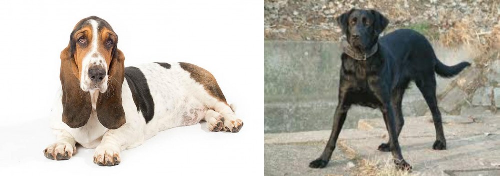 Cao de Castro Laboreiro vs Basset Hound - Breed Comparison