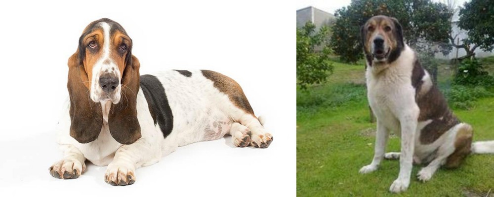 Cao de Gado Transmontano vs Basset Hound - Breed Comparison