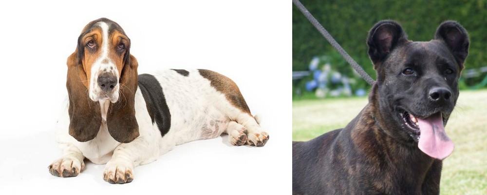 Cao Fila de Sao Miguel vs Basset Hound - Breed Comparison