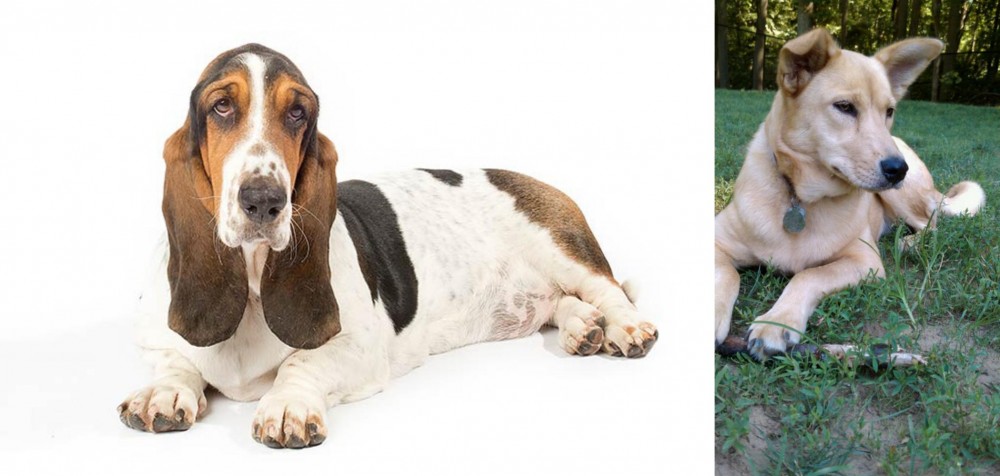 Carolina Dog vs Basset Hound - Breed Comparison