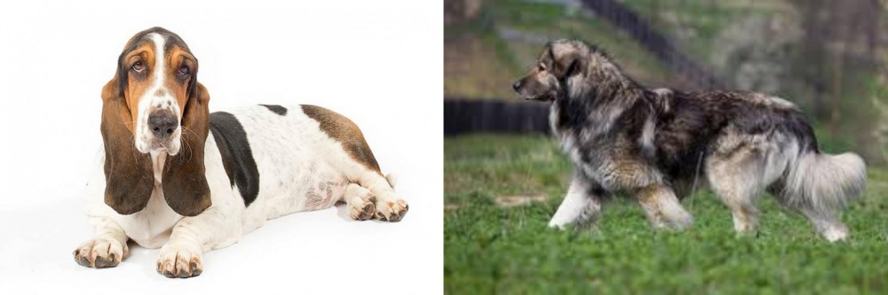 Carpatin vs Basset Hound - Breed Comparison