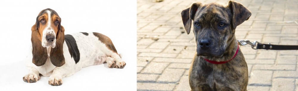 Catahoula Bulldog vs Basset Hound - Breed Comparison
